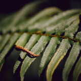 Fern