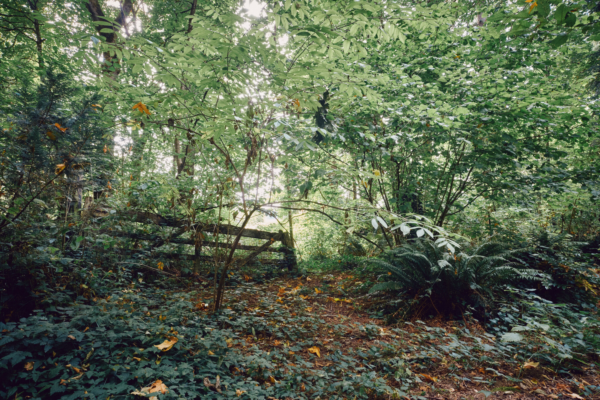 Garden-Path.jpg