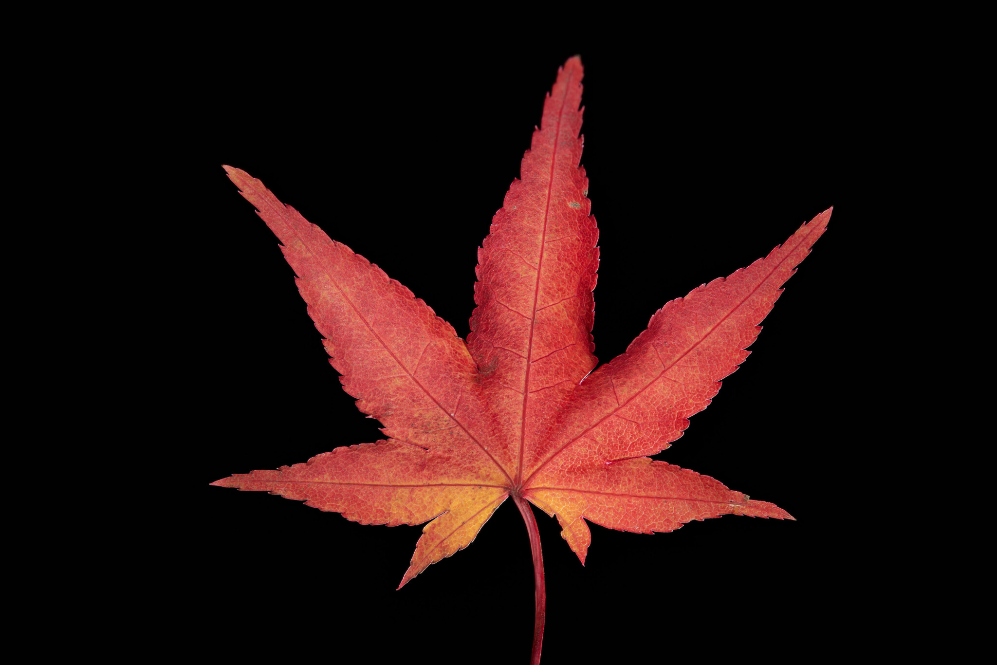 Acer-palmatum.jpg