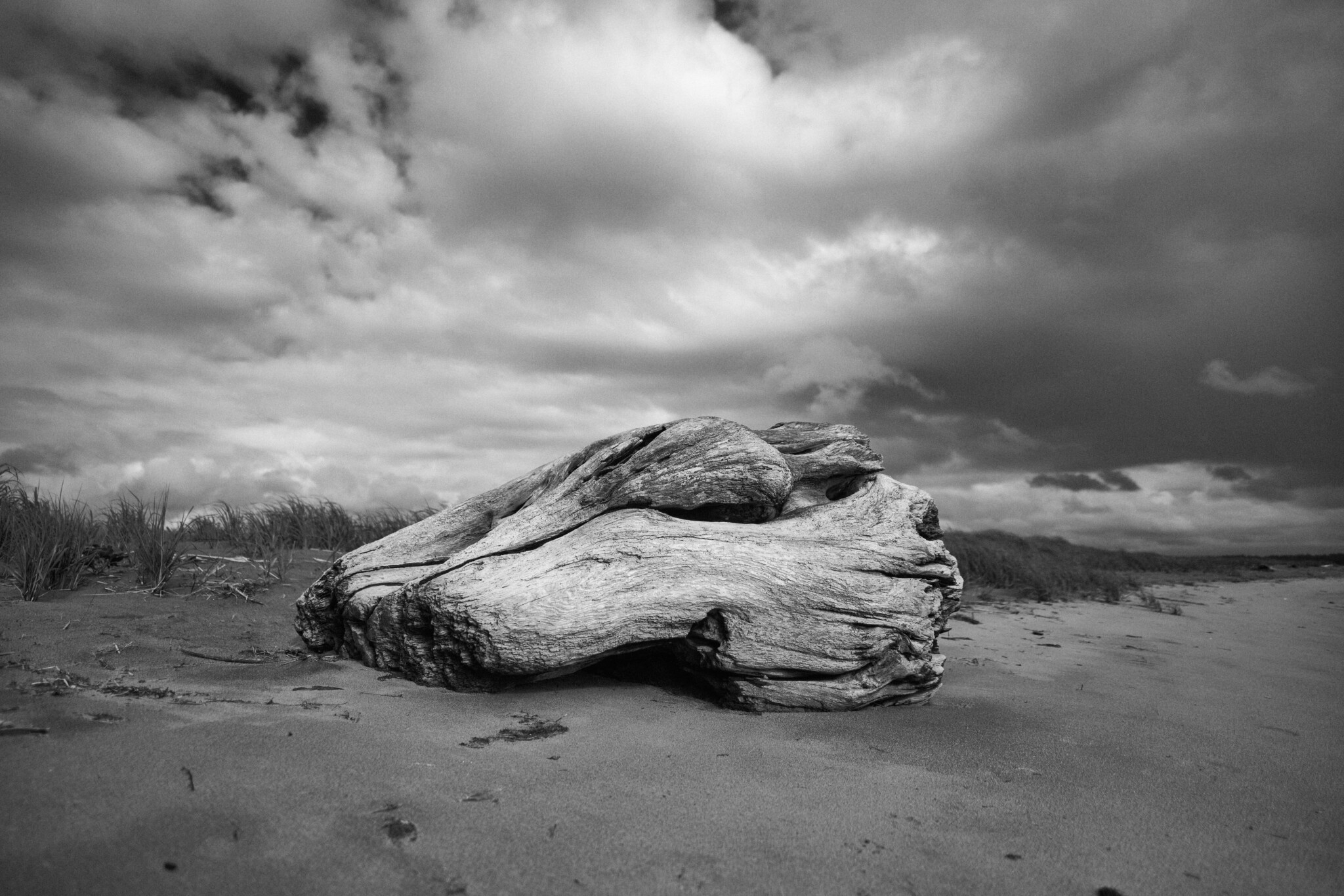 Driftwood.jpg