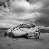 Driftwood