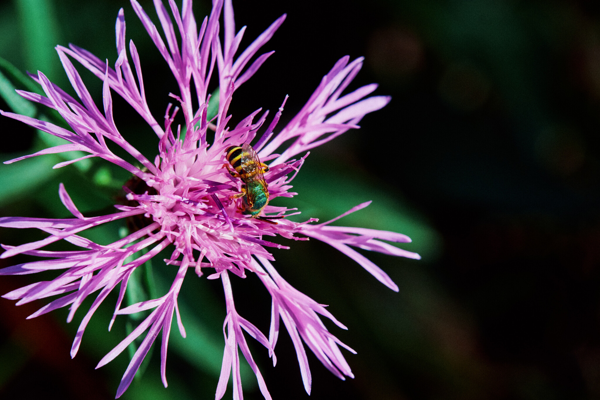 Agapostemon.jpg