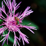 Agapostemon