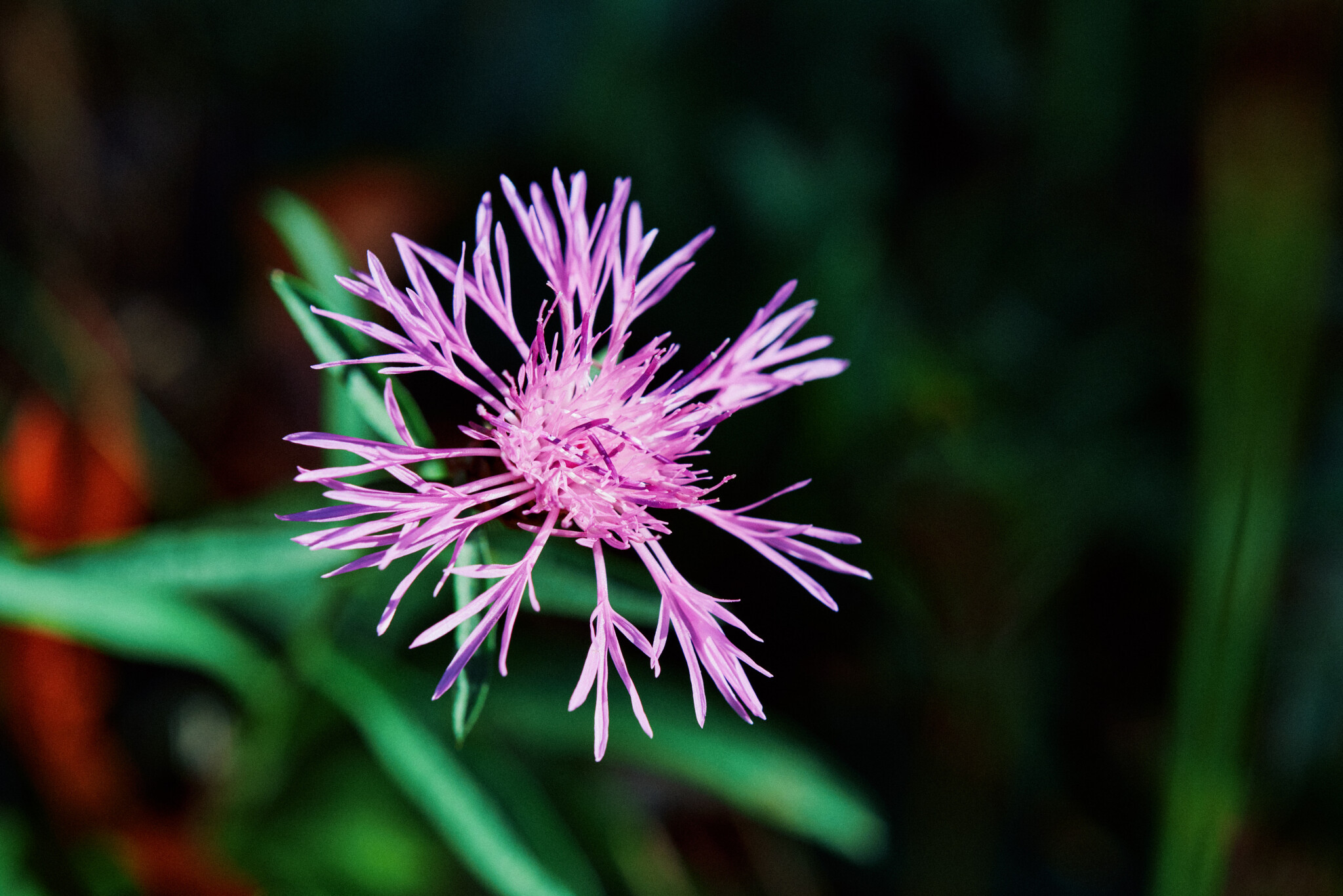Knapweed.jpg