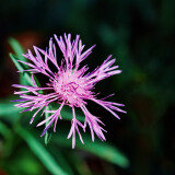 Knapweed